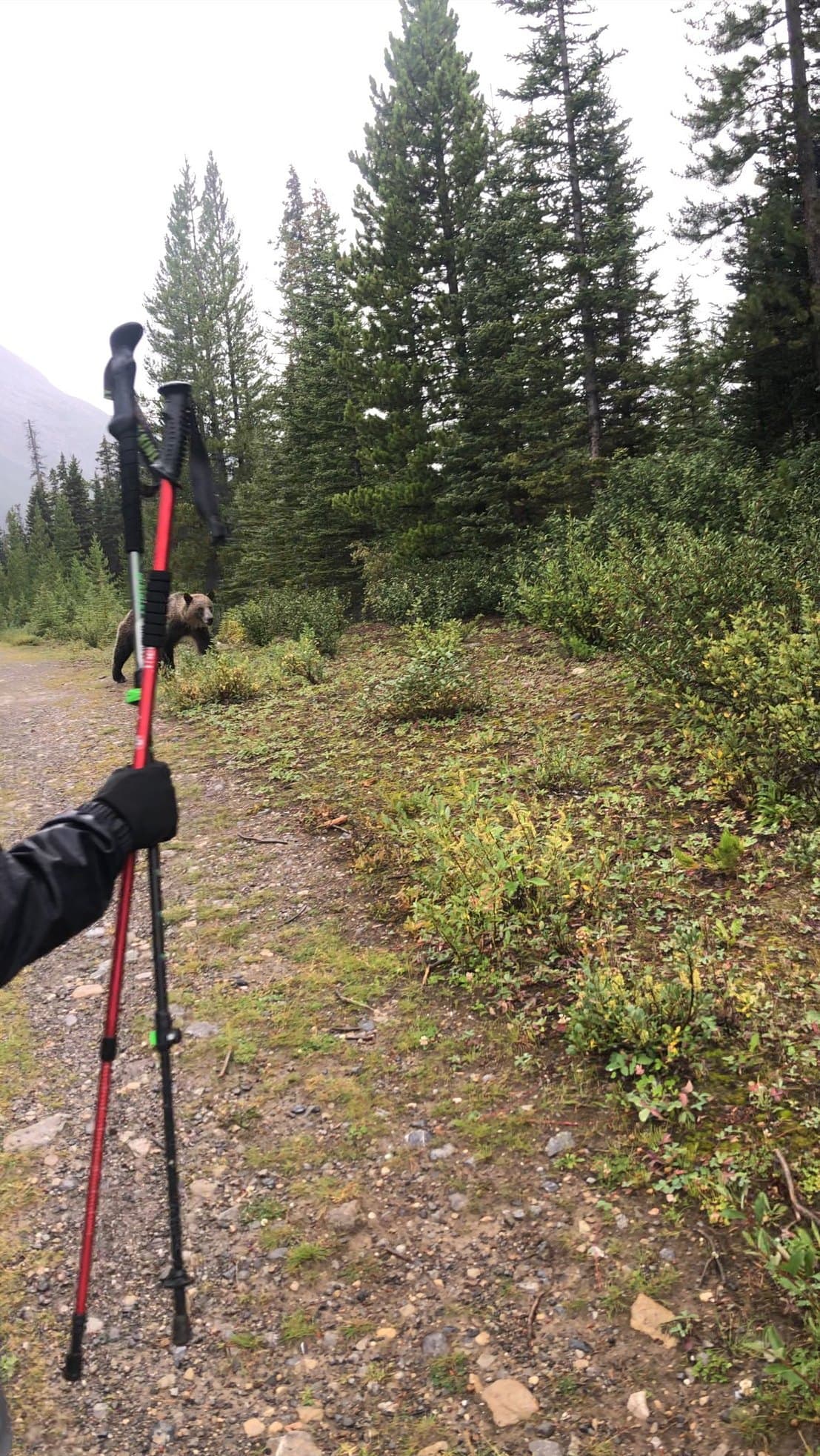 A close encounter with a bear on the trail 😨